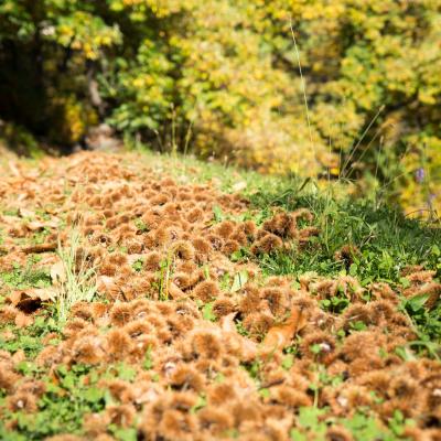 Wolfgang Gafriller 7